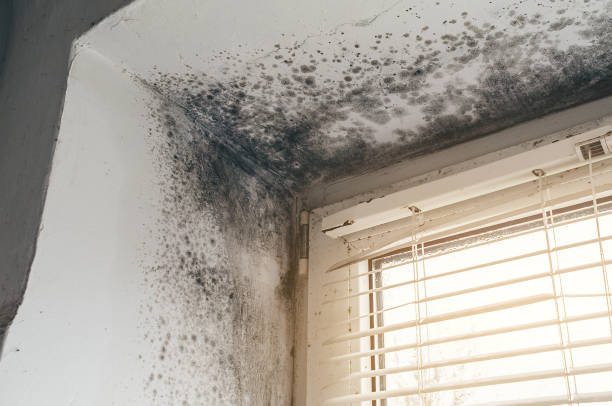 Affordable Commercial Mold Remediation solutions in White Post, VA